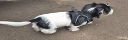 Jackshund dogs for sale: JACK RUSSEL X DACHSHUND PUPPY - KISSES ON COMMAND - Advert 6