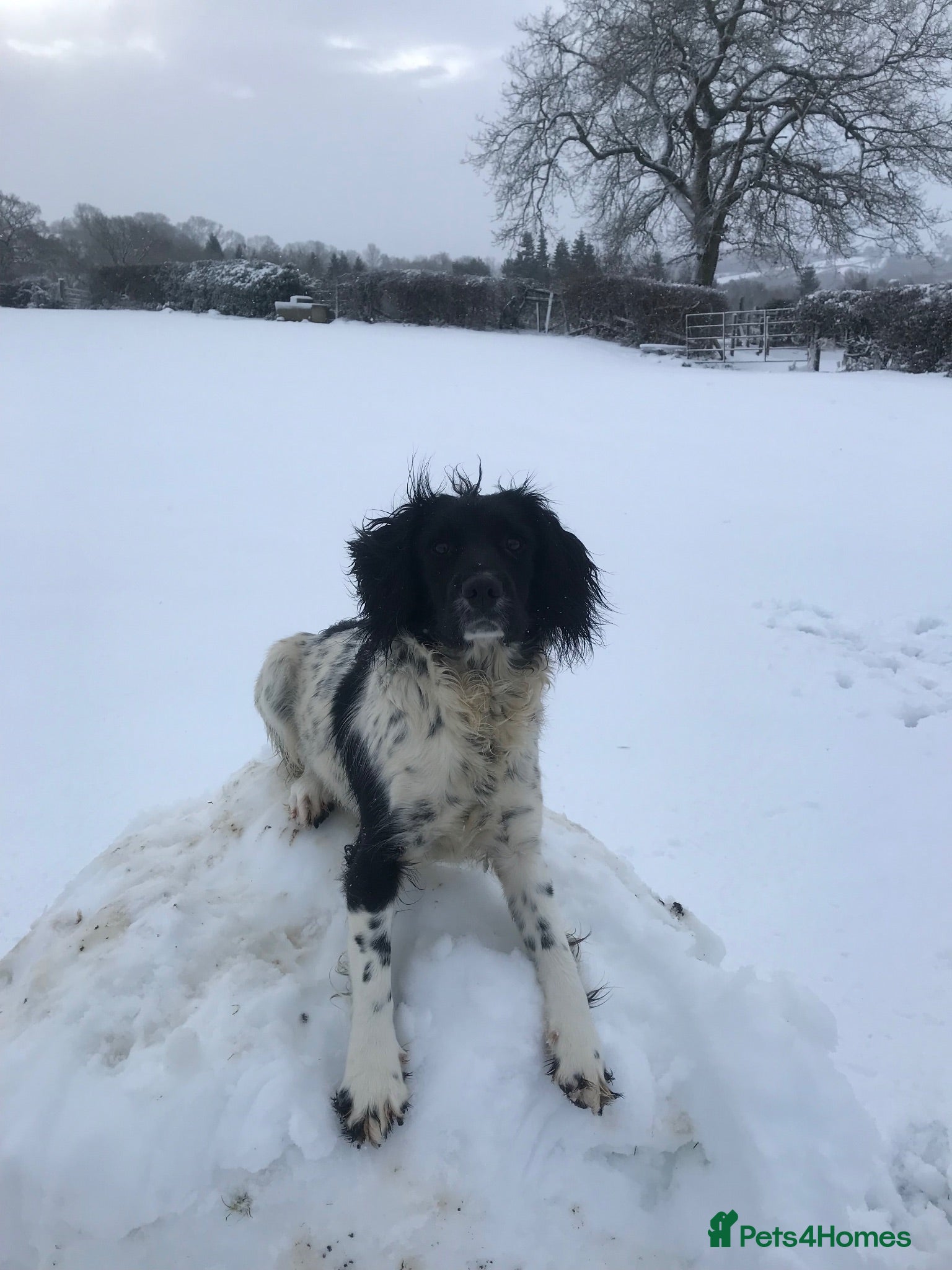 Sproodle dogs Spoodels - Advert 7