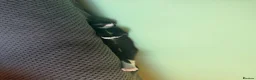 Mixed Breed cats for sale: Female kitten in Grantham - Advert 8