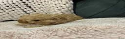 Toy Poodle dogs for sale: Amazing toy poodle puppies  - Advert 7