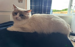 Ragdoll cats for sale: Beautiful  Blue point Mitted Ragdolls  - Image 5
