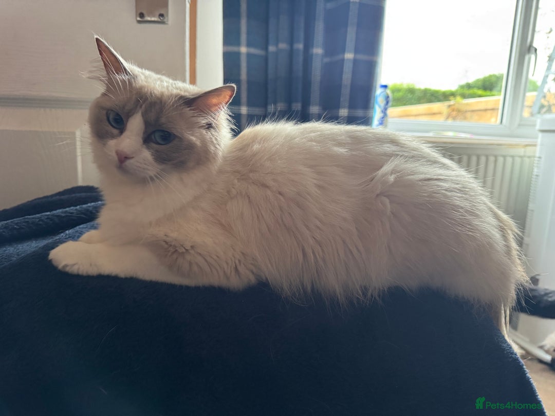 Ragdoll cats for sale: Beautiful  Blue point Mitted Ragdolls  - Image 5