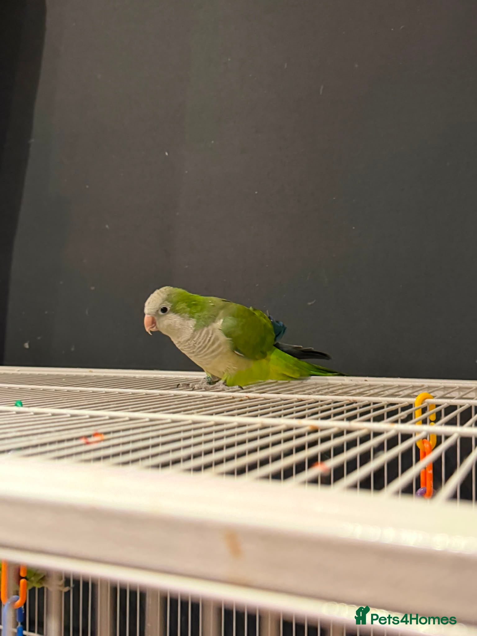 Ringnecks birds  for sale beautiful pair  - Advert 15
