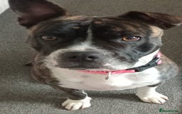 Mixed Breed dogs for sale: Staffy x frenchie - Image 2