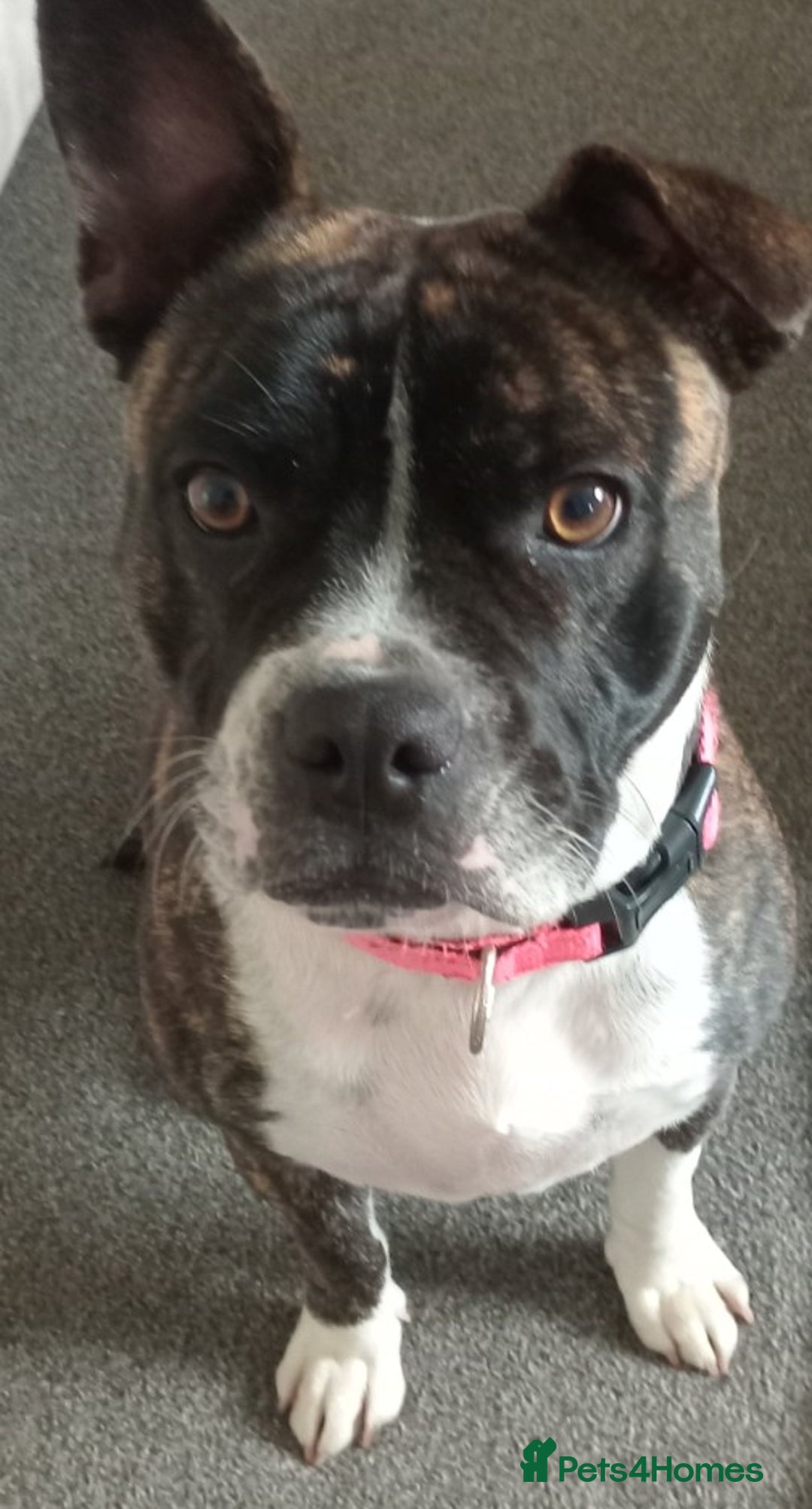 Mixed Breed dogs for sale: Staffy x frenchie - Image 2
