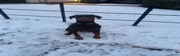 Dobermann dogs for sale: Doberman - Advert 3