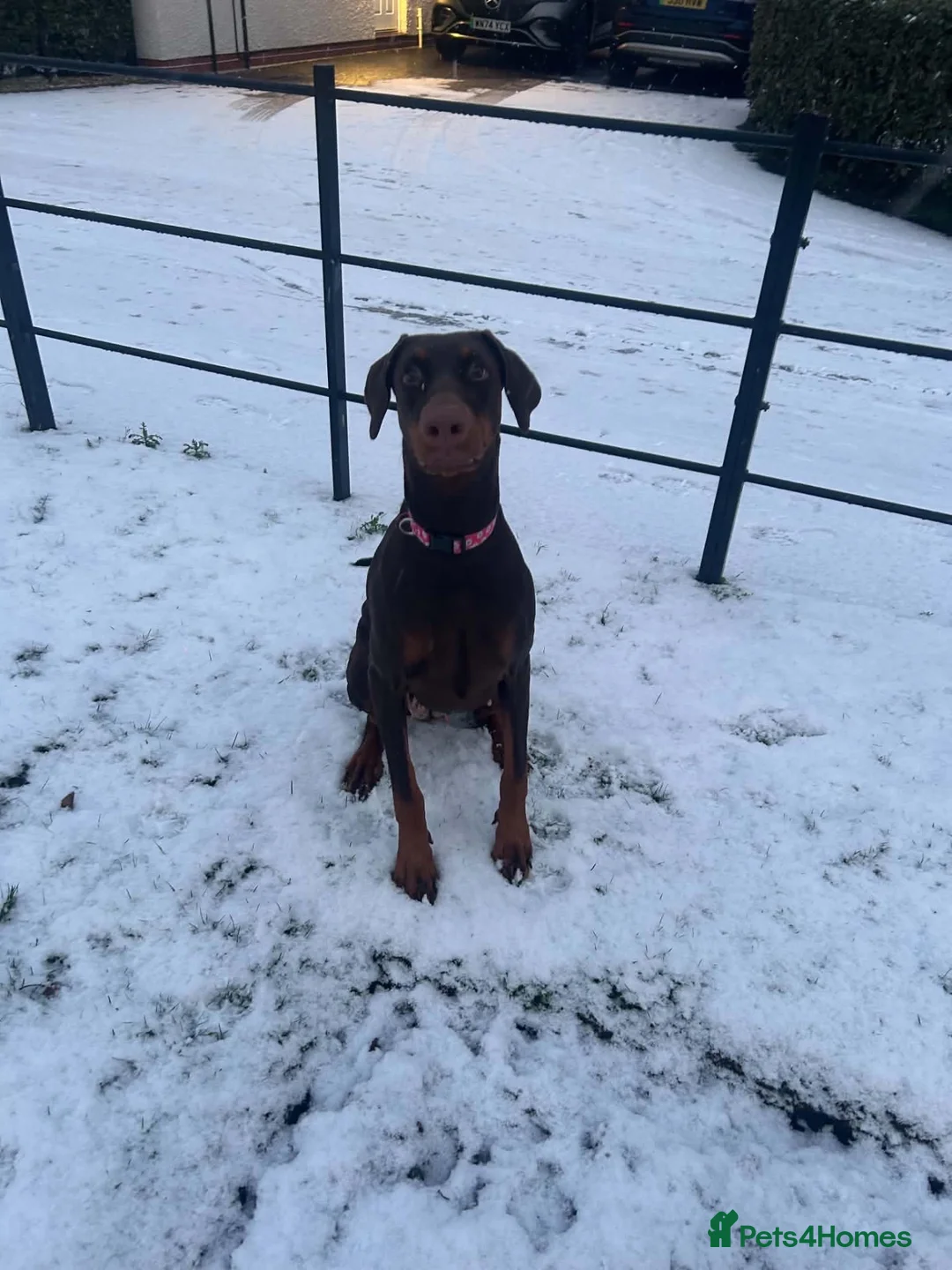 Dobermann dogs for sale: Doberman - Advert 3
