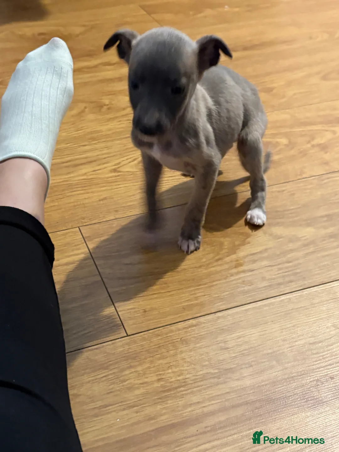 Whippet dogs for sale: Whippet pups for loving homes  - Advert 2