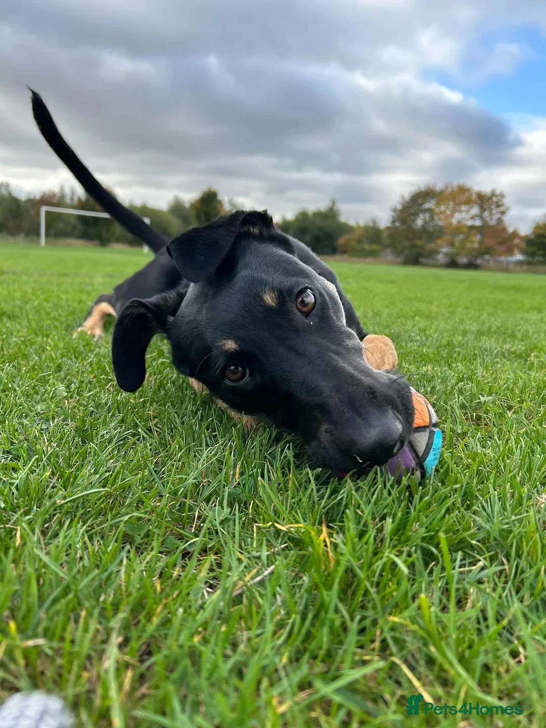 Lurcher dogs for sale: Amara fun loving very energetic pup - Advert 1