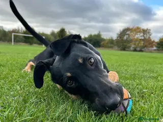 Lurcher dogs Amara fun loving very energetic pup - Advert 3