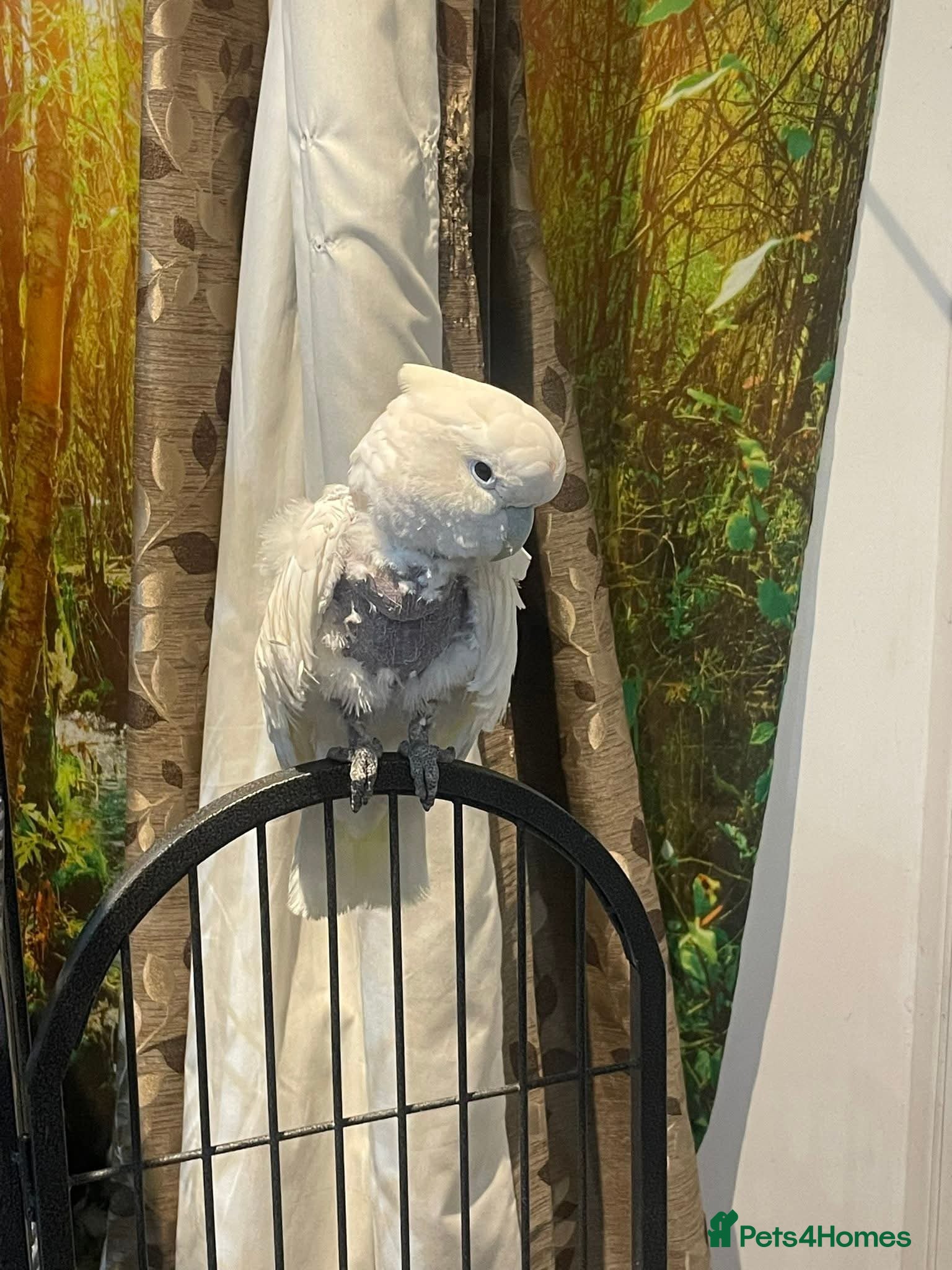 Cockatoo birds FeMale cockatoo  - Advert 12