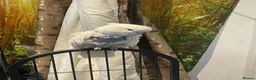Cockatoo birds for sale: FeMale cockatoo  in Gosport - Advert 1