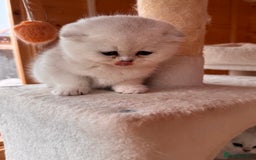 Scottish Fold cats for sale: Beautiful Silver & White Scottish Fold Kittens  - Advert 3