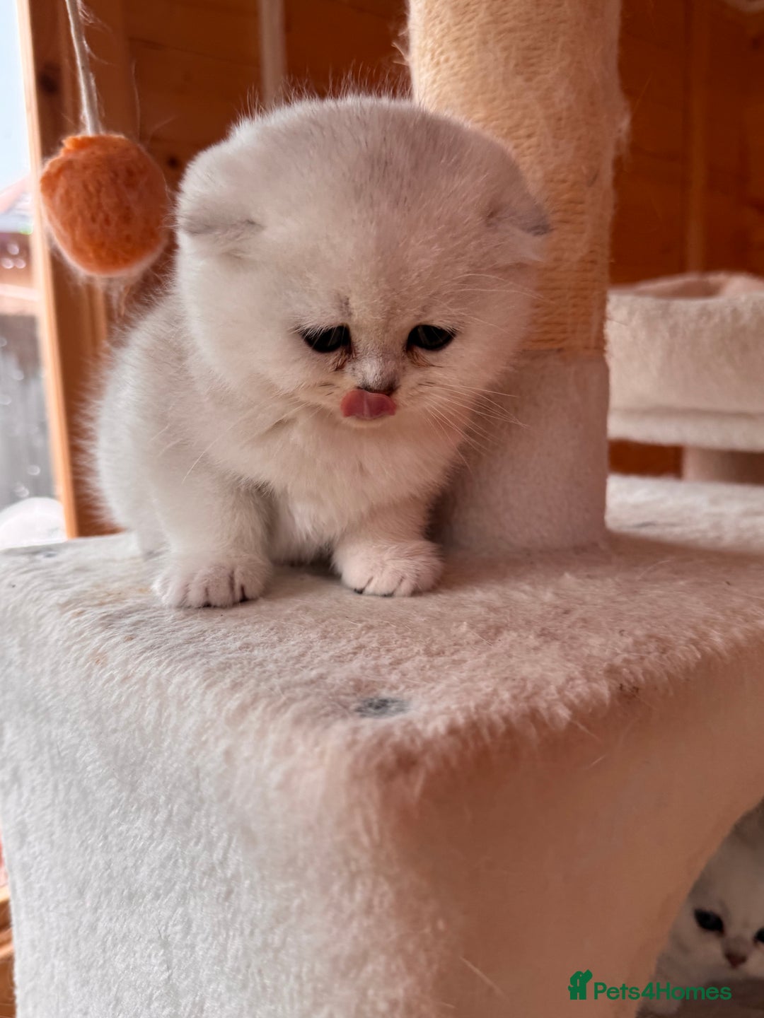 Scottish Fold cats for sale: Beautiful Silver & White Scottish Fold Kittens  - Advert 3