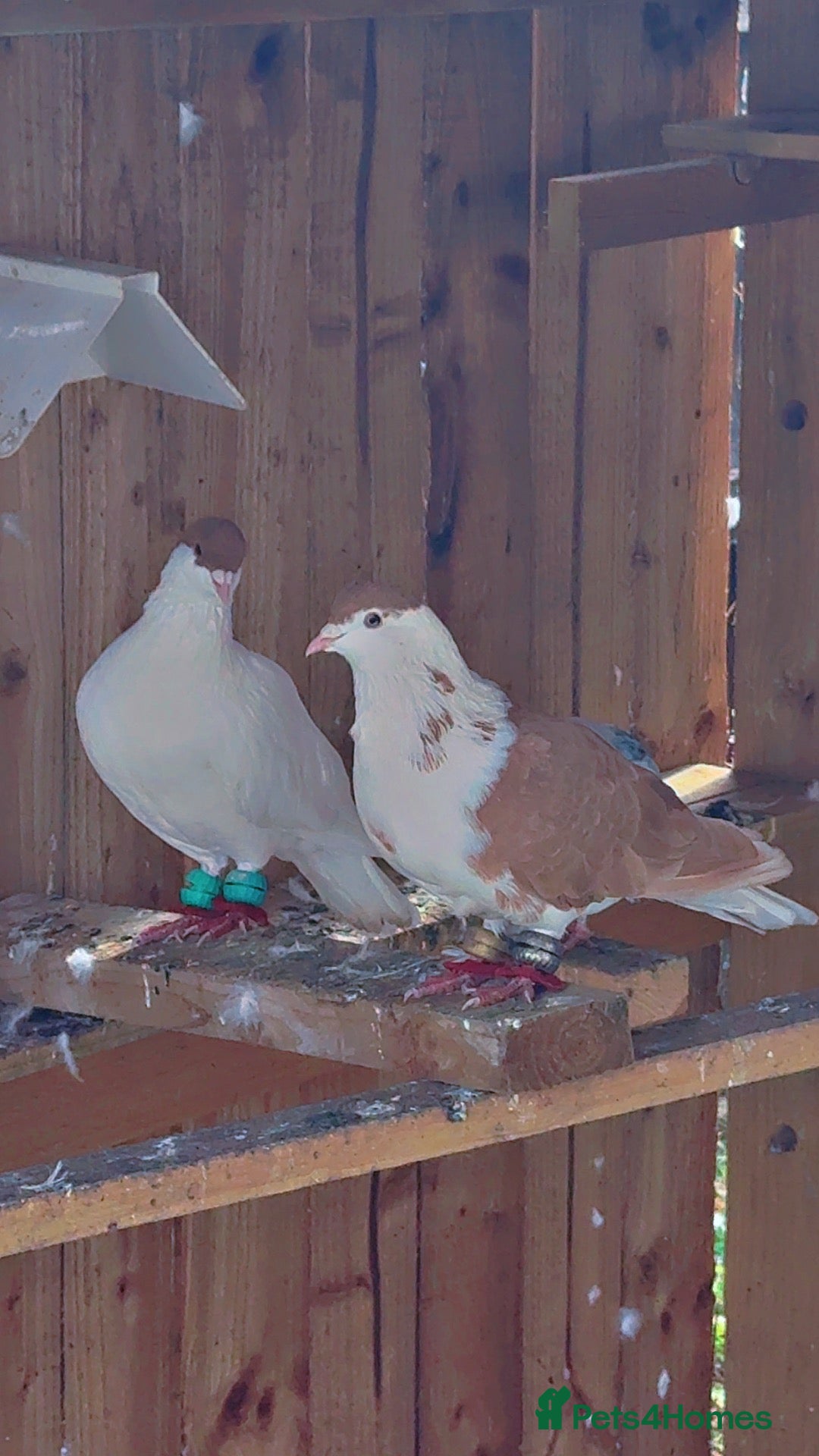 Pigeons birds Afghan pigeon's - Advert 1