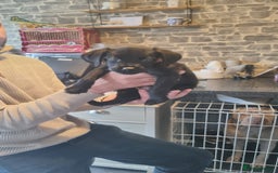 Patterdale Terrier dogs for sale: Beautiful girl left - Image 3