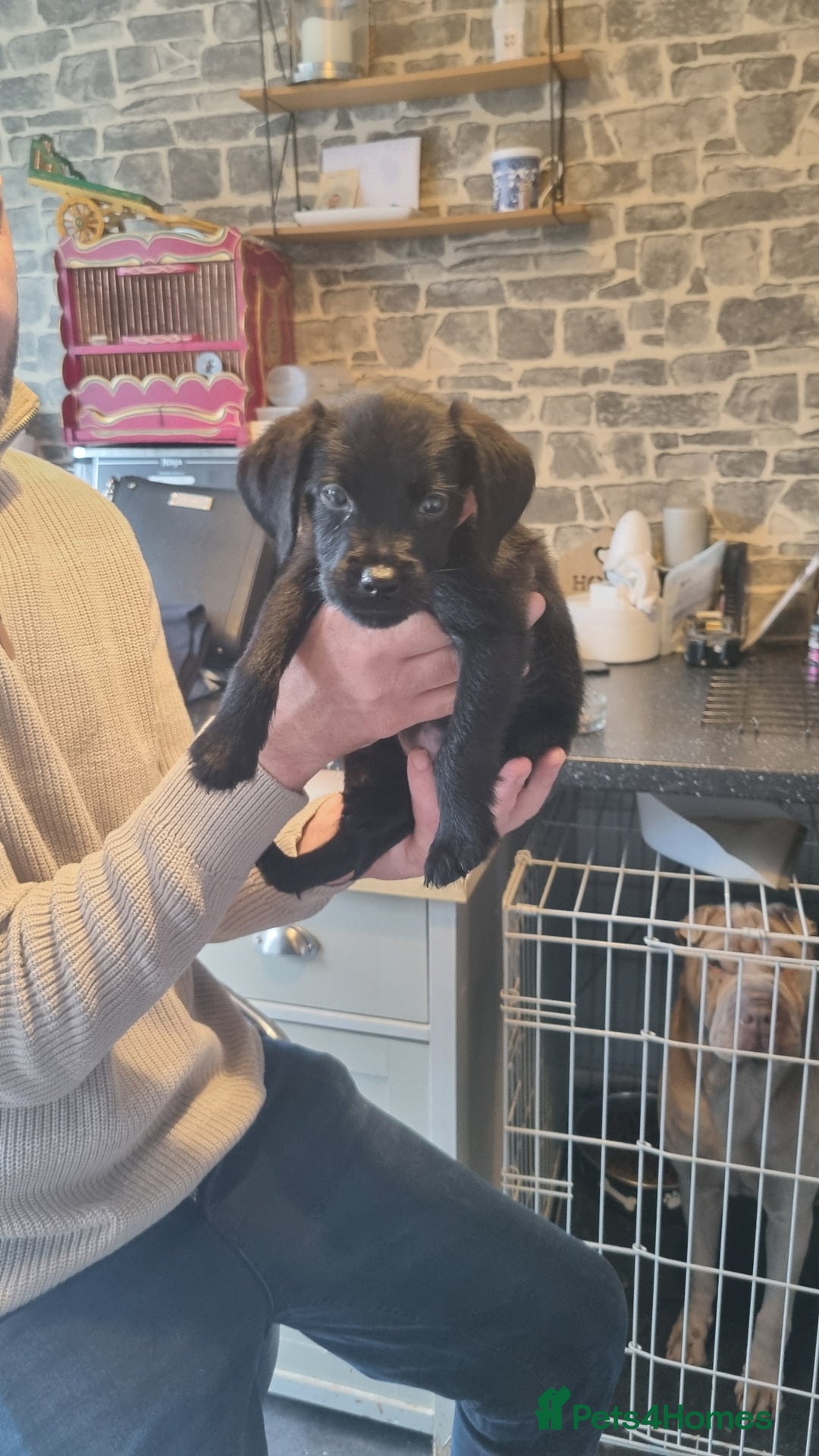Patterdale Terrier dogs for sale: Beautiful girl left - Image 3