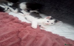 Mixed Breed cats for sale: 3 beautiful kittens looking for new homes  - Image 7