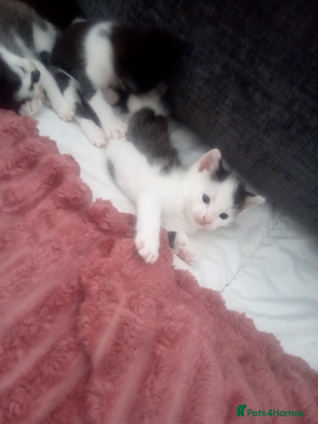 Mixed Breed cats for sale: 3 beautiful kittens looking for new homes  - Image 7