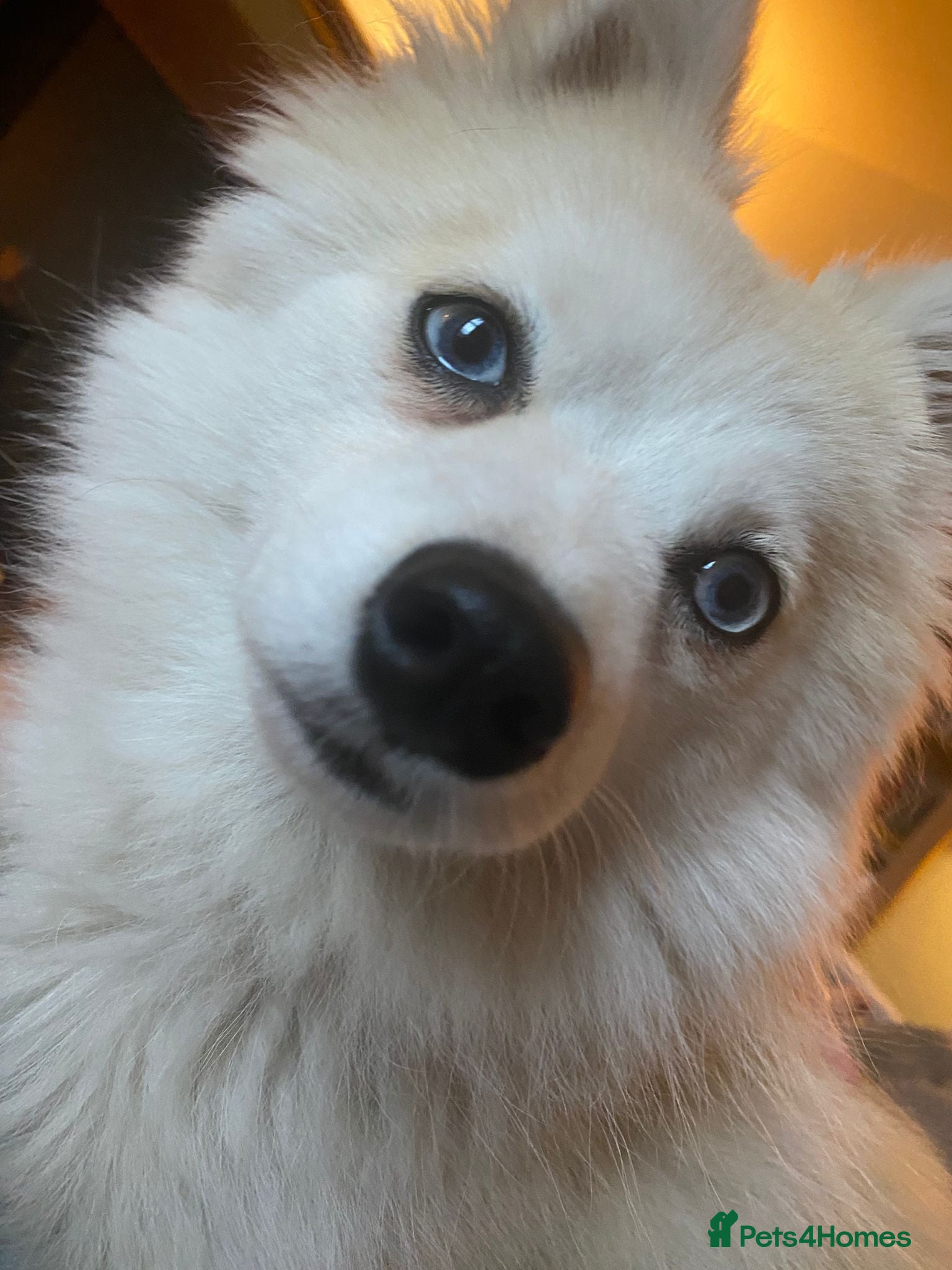 Pomsky dogs Beautiful Pomsky Puppies 3 Girls & 1 Boy Available - Advert 3