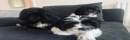 Mixed Breed dogs for sale:  Shihpoo x cavalier King Charles puppies for sale in Ramsgate - Advert 12