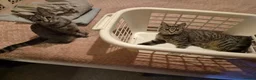 Mixed Breed cats for sale: 2 female kittens - Advert 1