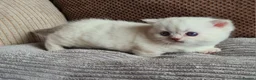 Munchkin cats for sale: Colour pointed, Female munchkin - Advert 3