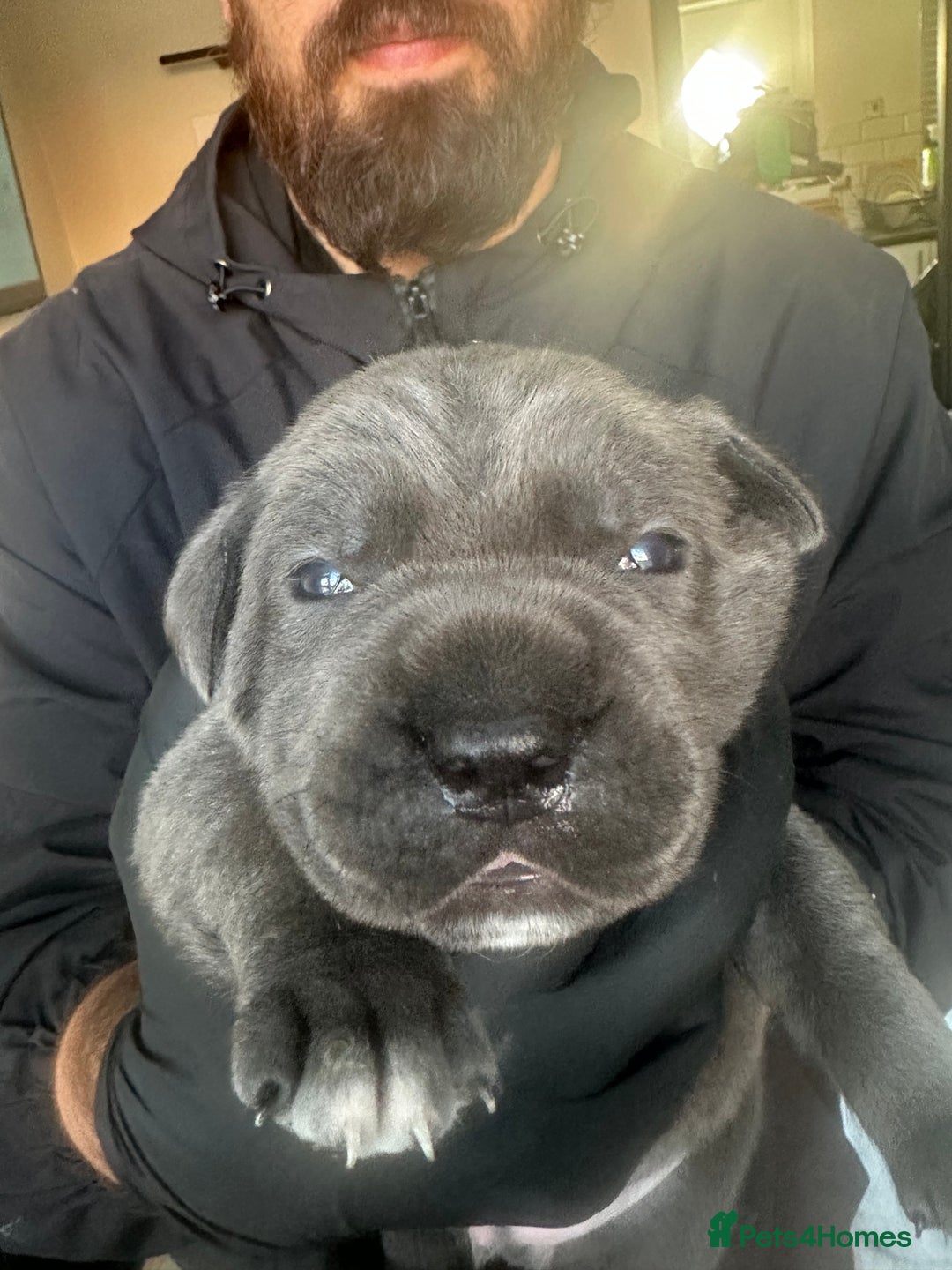 Cane Corso dogs for sale: Lupo D’Italia Kennels - Advert 16