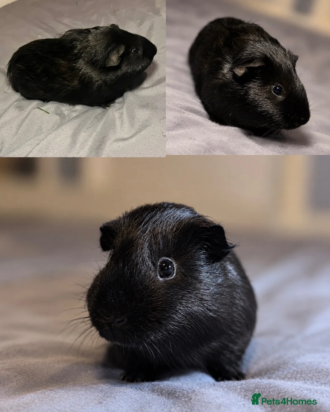 Guinea Pig rodents for sale: (FREE) x2 Male guinea pigs in Birmingham - Advert 3