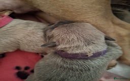 French Bulldog dogs for sale: French bulldog puppies  - Image 8