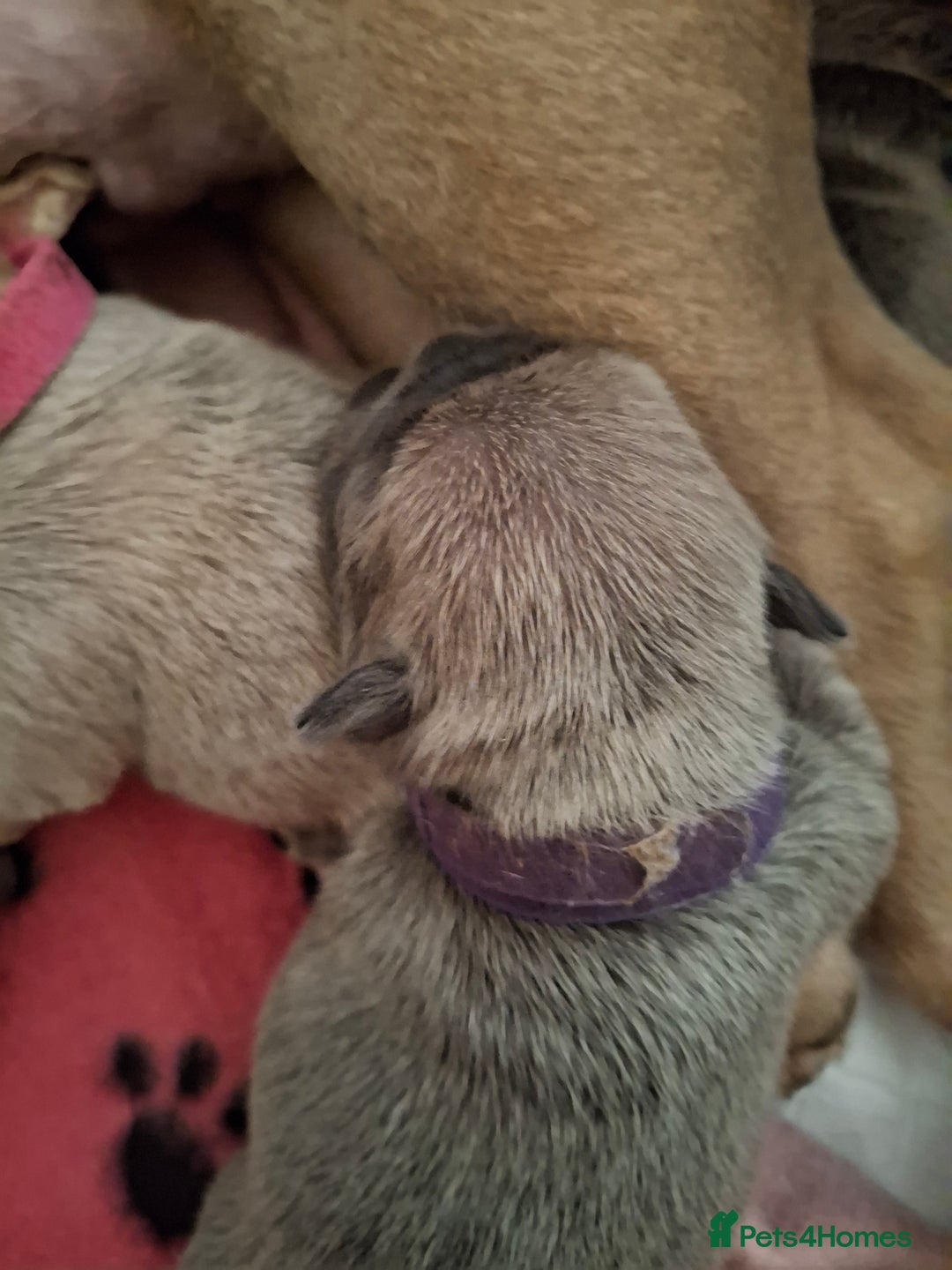 French Bulldog dogs for sale: French bulldog puppies  - Image 8