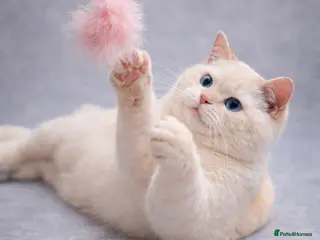 British Shorthair cats RARE NON NEUTERED Flame Point British Shorthair!!! - Advert 17