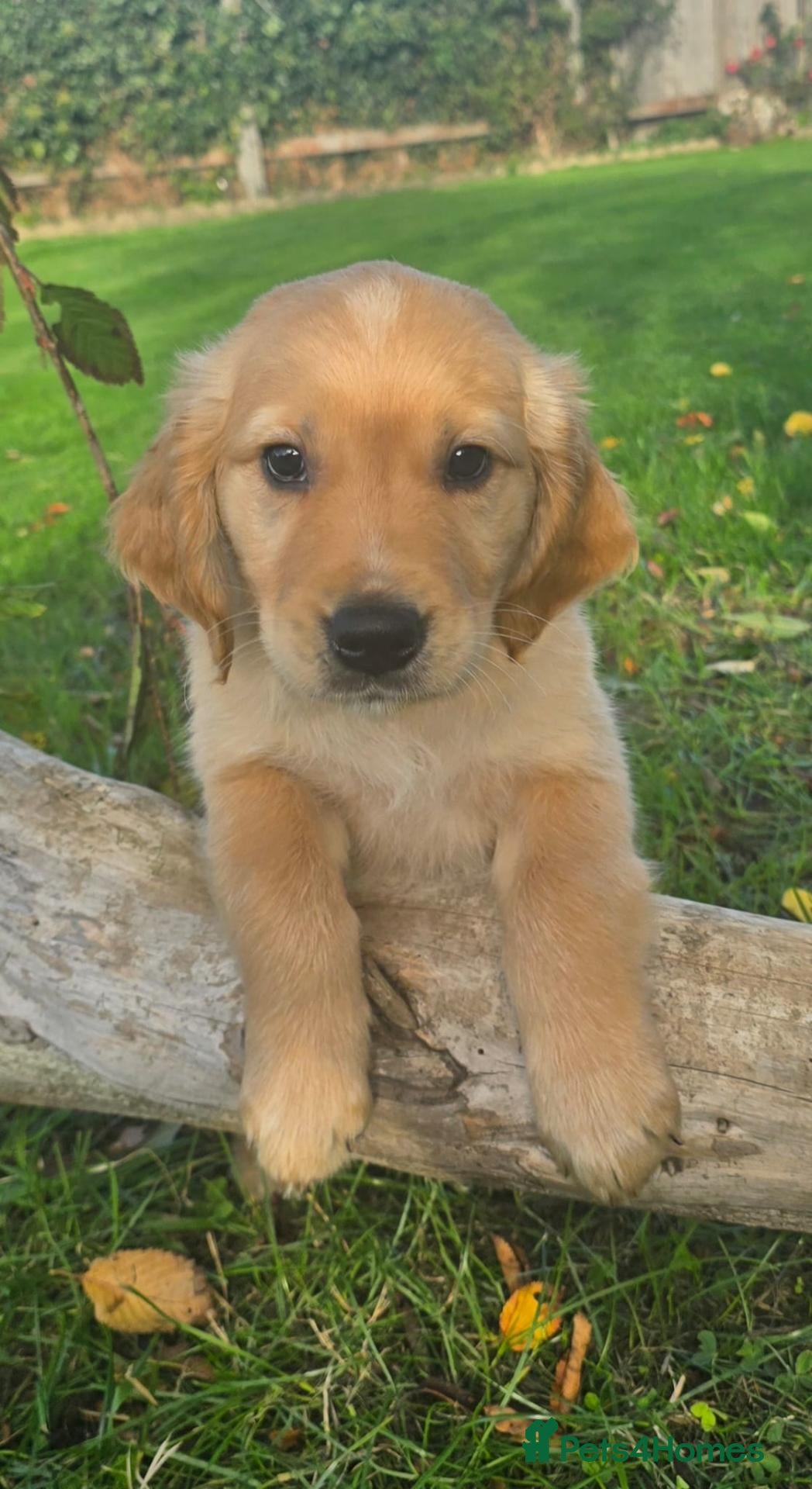 Golden Retriever dogs for sale: *Beautiful DNA clear kc reg Golden retriever pups* - Advert 1