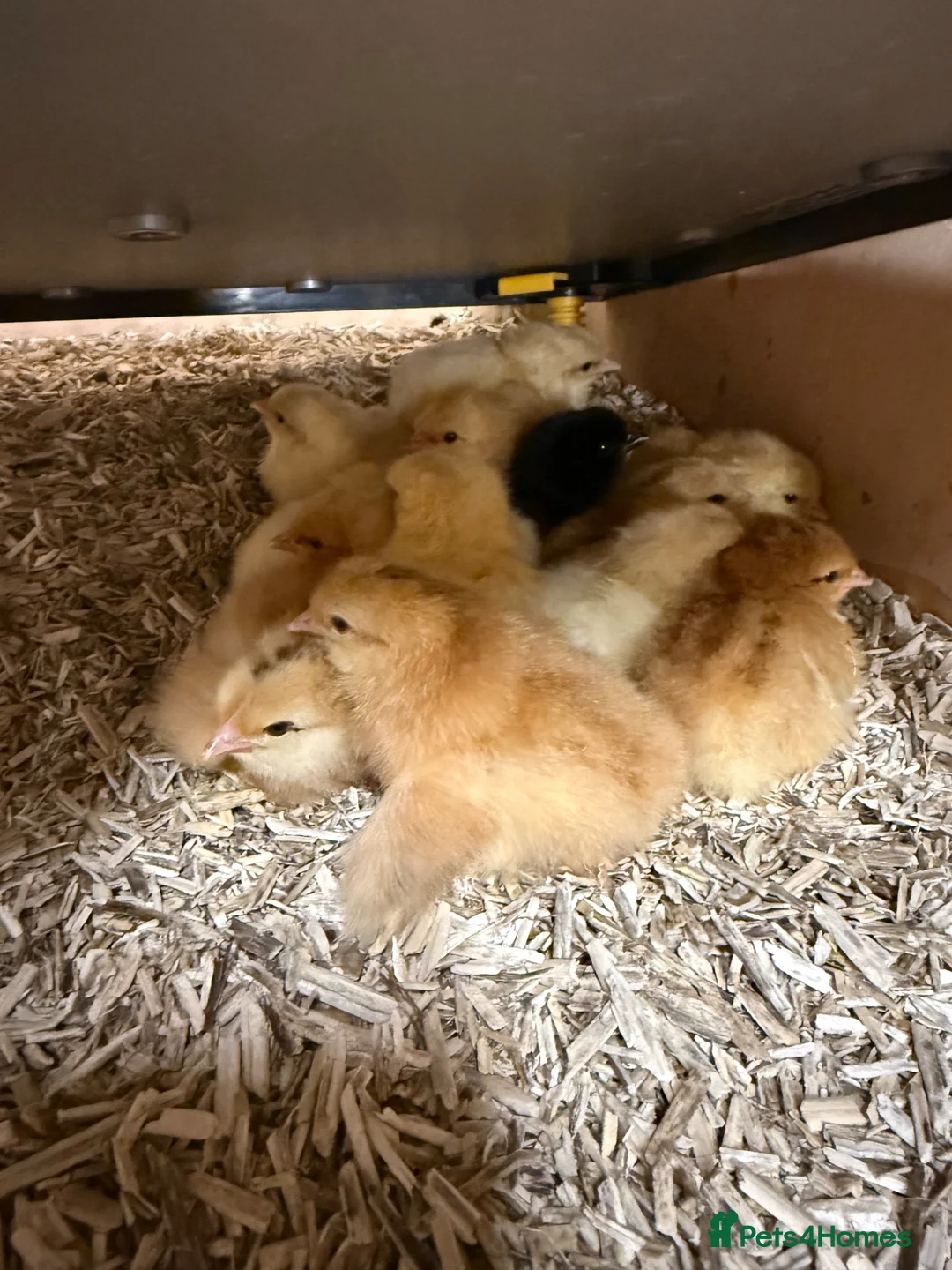 Chickens poultry for sale:  Day old chicks 🐣 available from May 2026 - Advert 2
