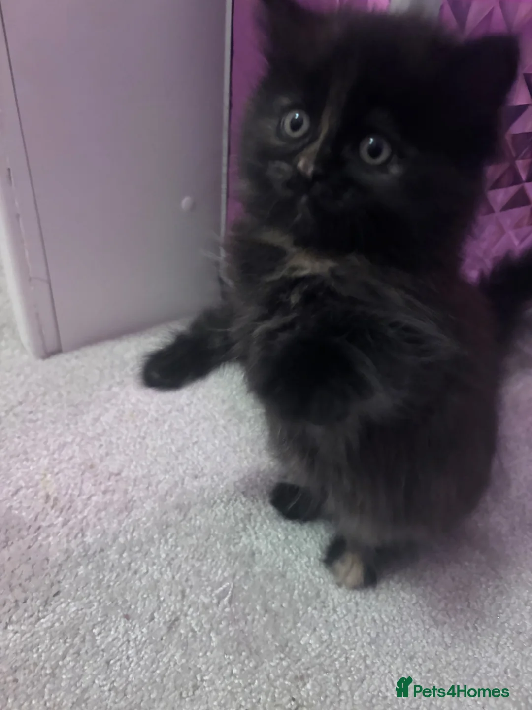Persian cats for sale: The most adorable cross Persian kittens.  - Advert 2
