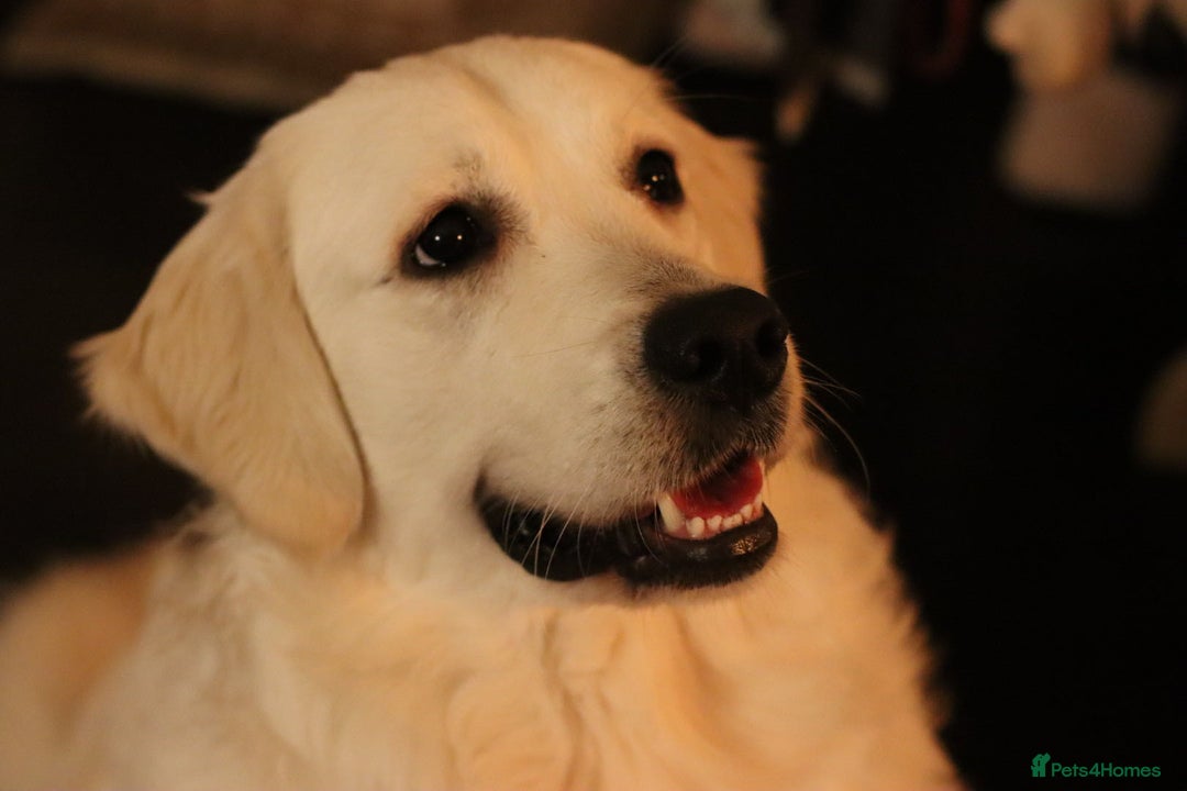 Golden Retriever dogs for stud: Looking for a Female Golden Retriever 🐾 - Image 31