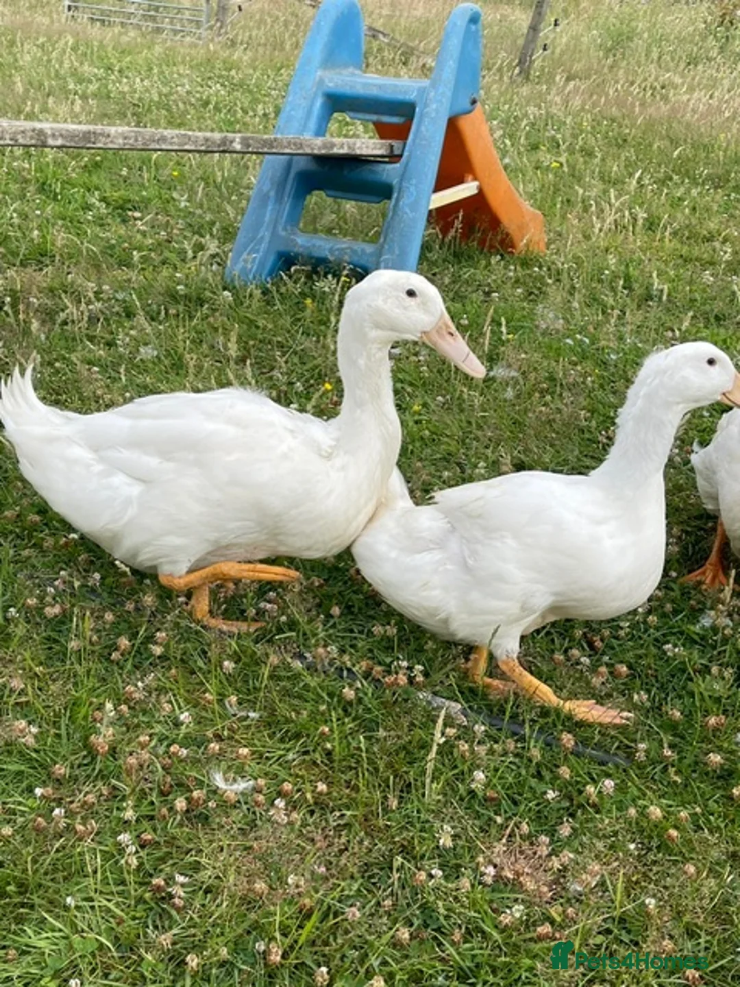 Ducks poultry for sale: Exhibition Aylesbury Ducks - Advert 2