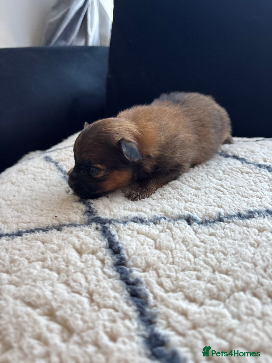 Pomeranian dogs for sale: Beautiful pomeranians - Image 8