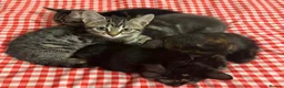 Mixed Breed cats for sale: Beautiful mix of kittens for sale  in Buntingford - Advert 2