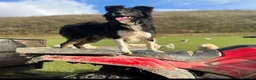 Border Collie dogs for sale: Beautiful Border Collie Pups Llanwrda in Llanwrda - Advert 3