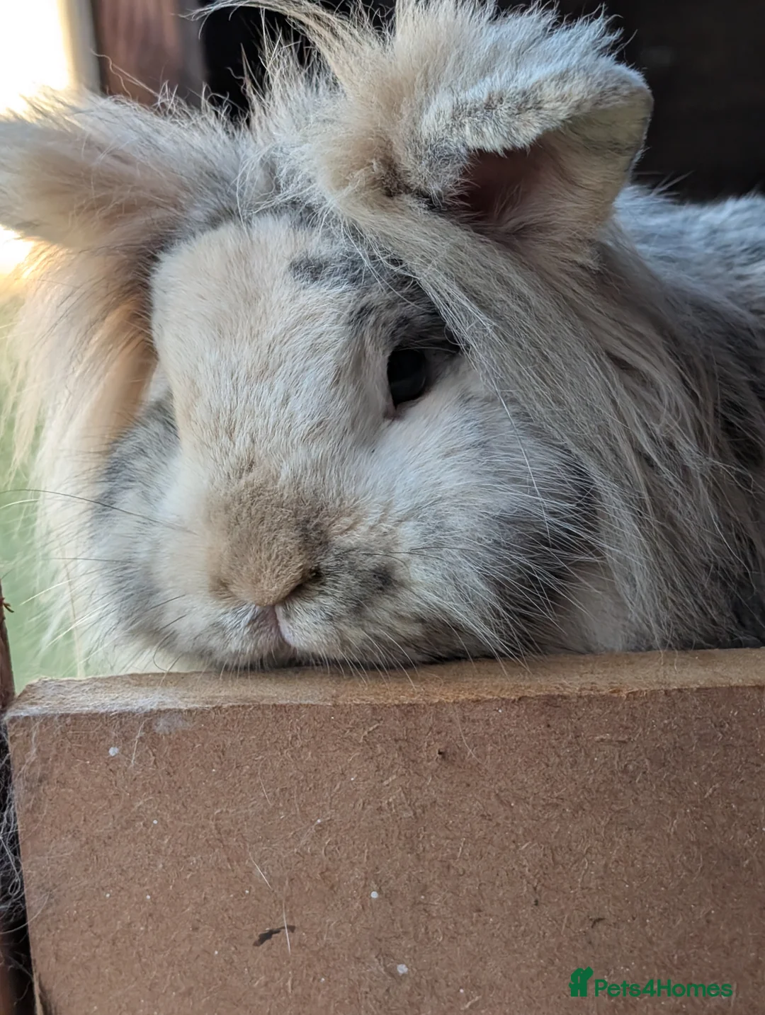 Angora rabbits for sale: Bonded pair of rabbits  - Advert 1