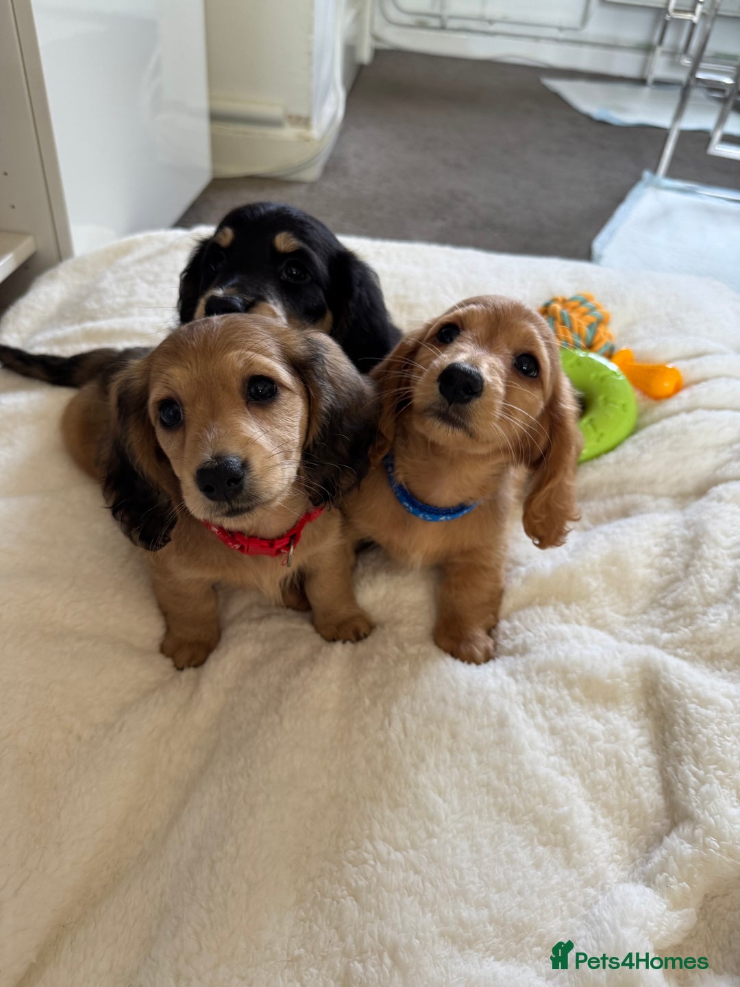 Miniature Dachshund dogs for sale: REDUCED!! Only one long hair miniature girl left!  in Sudbury - Image 6