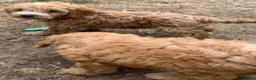 Cockapoo dogs for sale: Stunning cockapoos - Advert 40