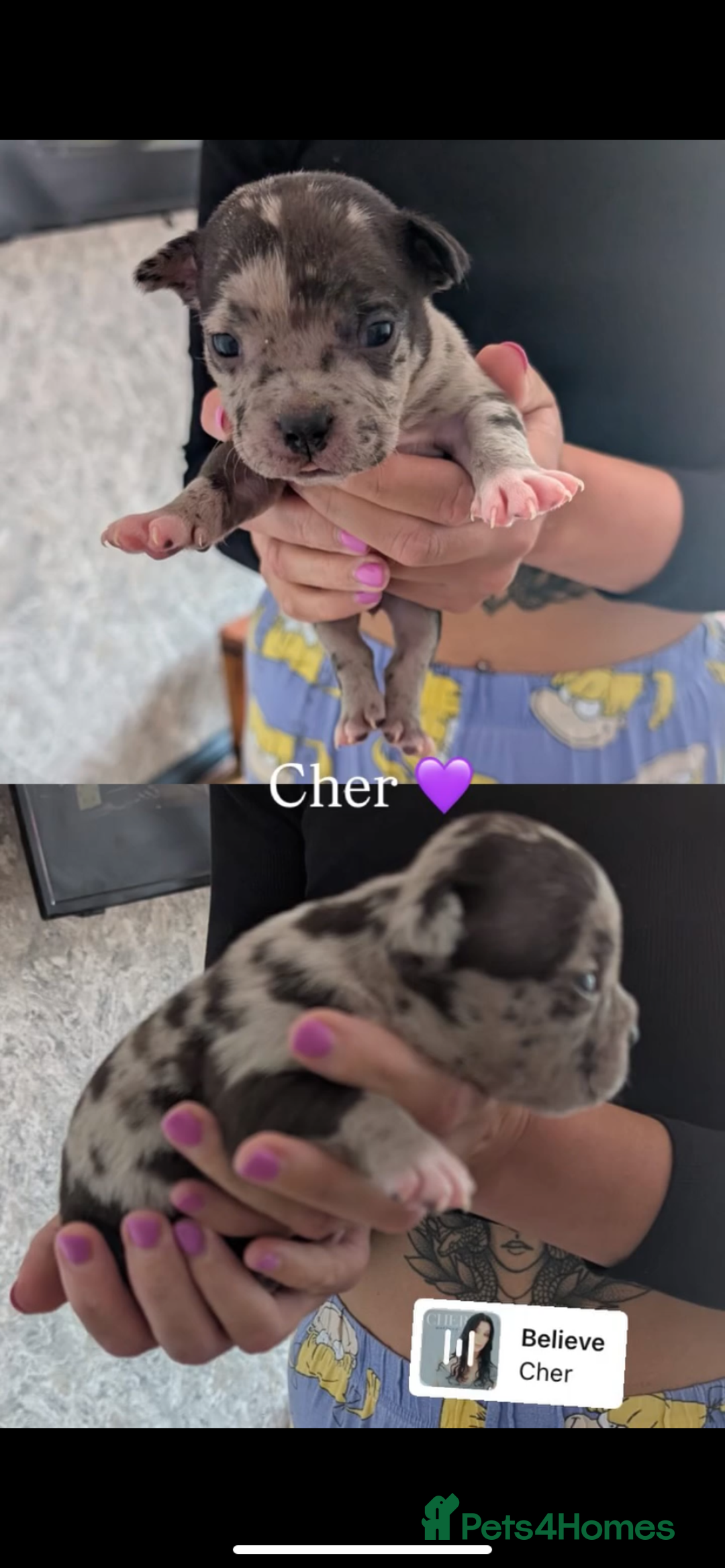 American Bully dogs for sale: Pocket bully pups - Image 25