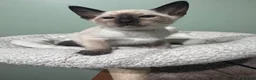 Siamese cats for sale: 6 affectionate traditional Siamese kittens ready - Advert 16