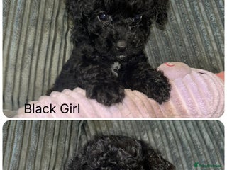 Shihpoo dogs Ready Now Stunning Shihpoo X sproodle puppies - Advert 8