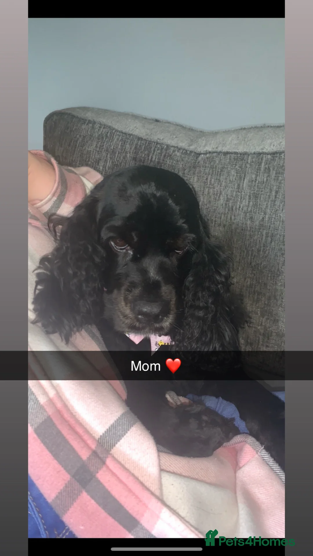 Cocker Spaniel dogs for sale: Cocker spaniel puppies for sale  in Tipton - Advert 17