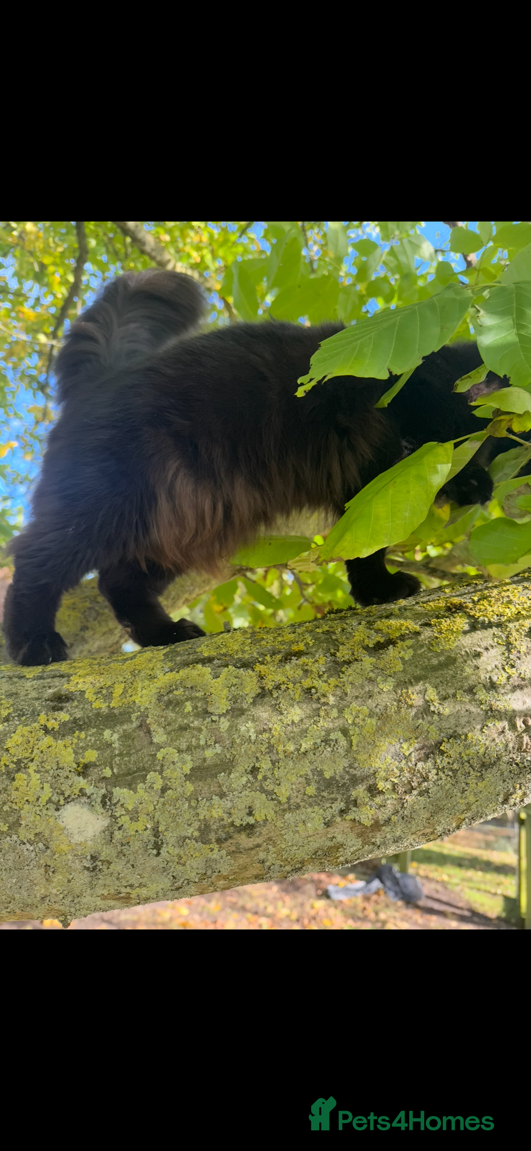 Maine Coon cats for sale: Three stunning pure bred Maine Coon girls - Image 6