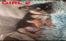 Mixed Breed dogs for sale: Miniature Jack Russell x Chihuahua Pups - Image 5