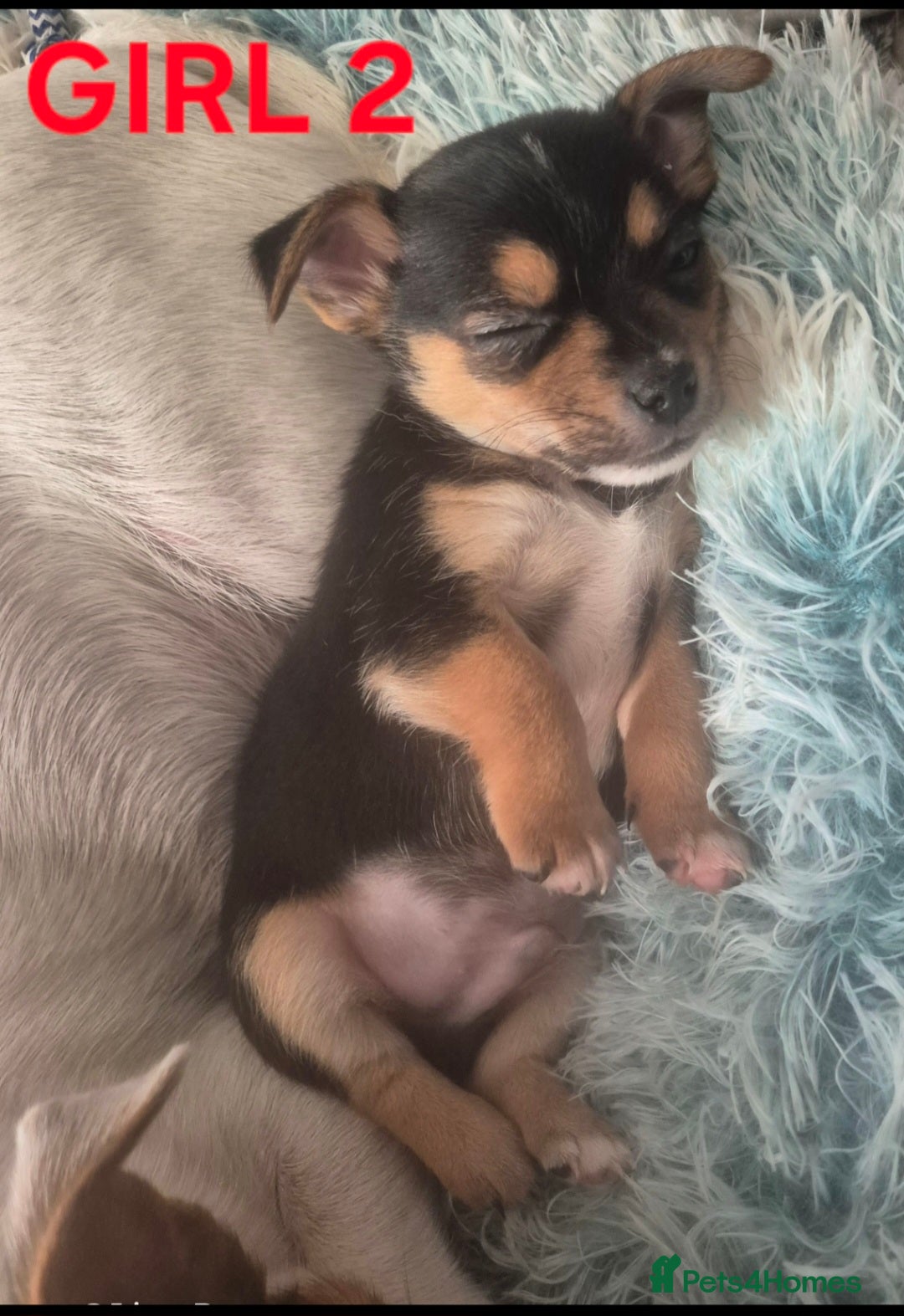Mixed Breed dogs for sale: Miniature Jack Russell x Chihuahua Pups - Image 5